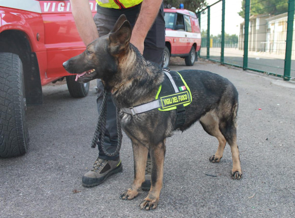 Unità cinofile dei Vigili del Fuoco: la storia dei cani-eroi - Le vernici  ignifughe per il legno Firewall